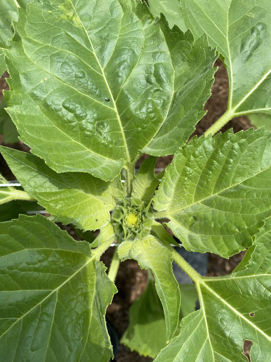 DrRooftopKY's tweet photo. Charlee's sunflowers are growing so fast.
#CharleesOrchard
#TheLuckyFew
#ThreeArrowsFarm https://t.co/oi4hhi158j