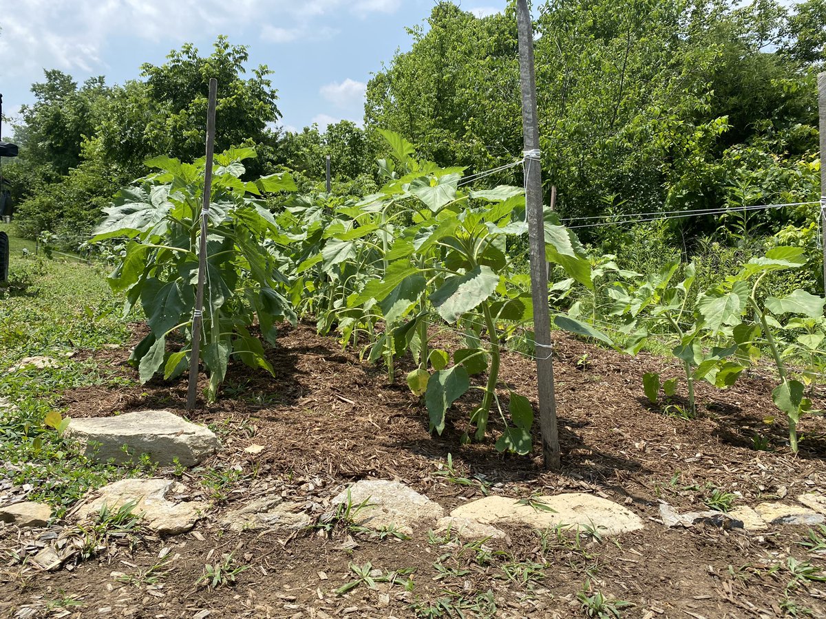 DrRooftopKY's tweet photo. Charlee's sunflowers are growing so fast.
#CharleesOrchard
#TheLuckyFew
#ThreeArrowsFarm https://t.co/oi4hhi158j