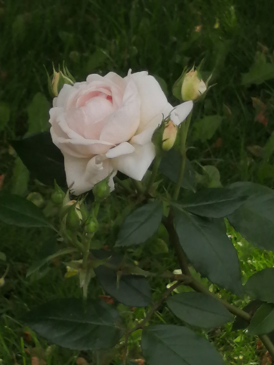 Rose in my garden
youtube.com/@victoriaart99
Instagram.com/photosnature_v… and t.me/cutecatsanddog

#nature #NaturePhotography #GardensHour #gardening #GardeningTwitter #garden_walk #gardeningtips #Garden_Walk #FLOWER #Flowers #flowerphotography #FlowerReport #FlowersOnFriday #victori