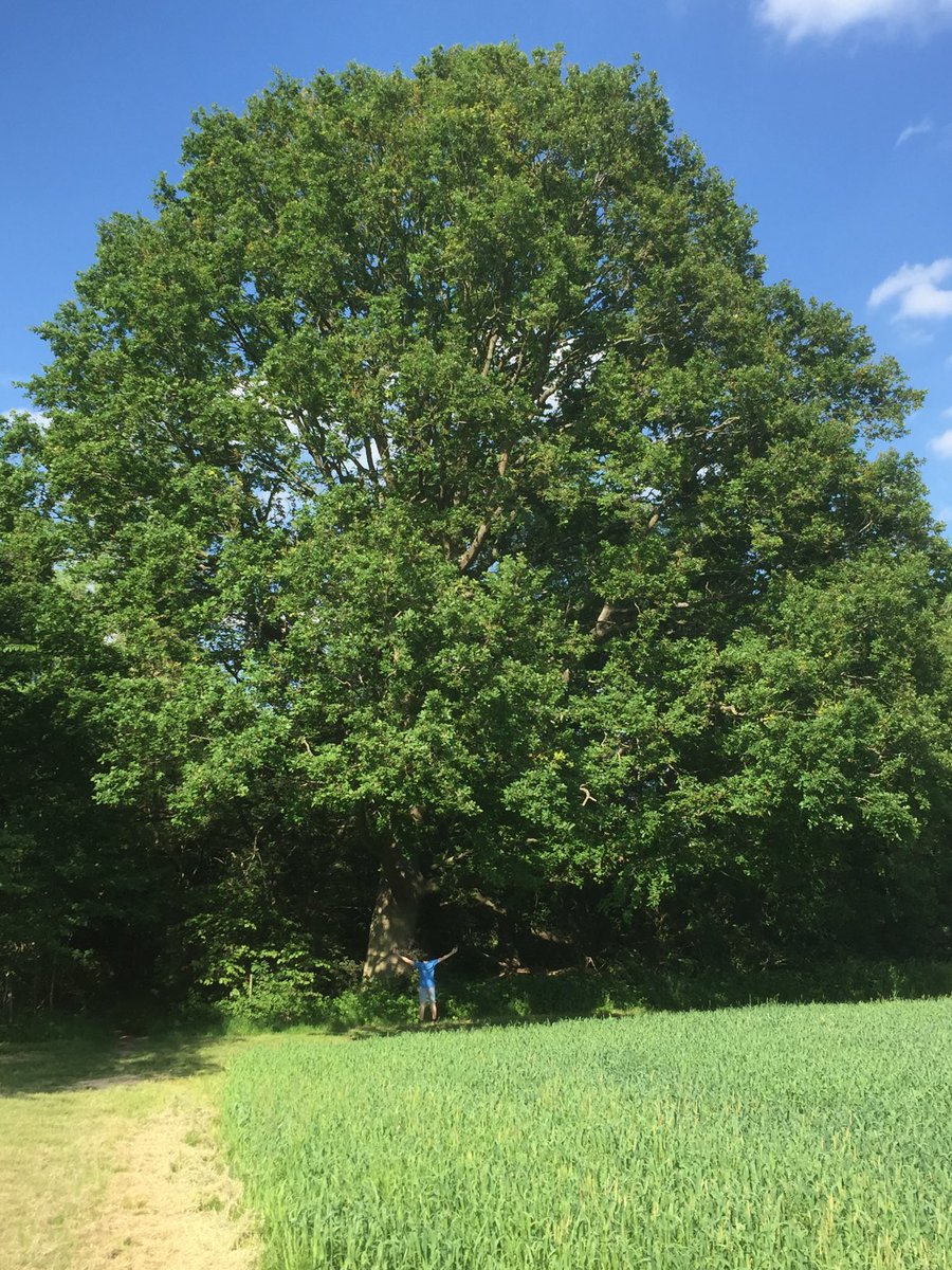 Massive Kentish Oak & a standard 6 foot Elliott 🌳🙂