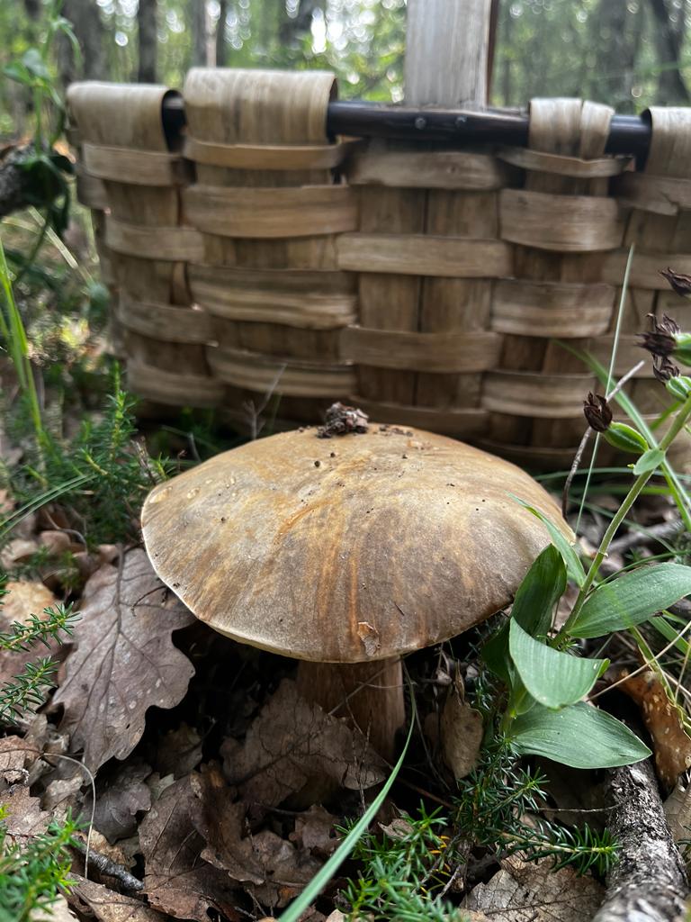 Boletus aereus. 

✅️Good edible✅️

#fungi #mushrooms  #nature #NaturePhotography
#mycology
#mushroomtwitter