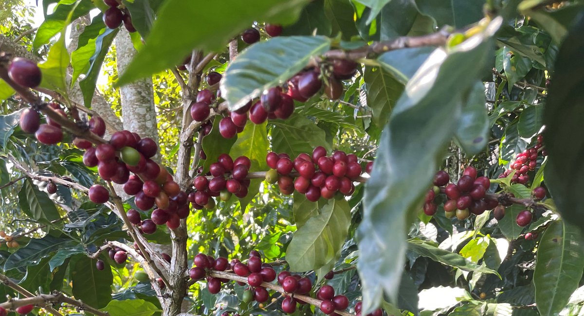 coffeecherryco's tweet photo. The Coffee Cherry Company upcycles coffee cherries into a tasty, nutritious, and verifiably sustainable ingredient that works great in beverages, baking, bars, and snacks. Find out more at https://t.co/O6rQSr2LmT 

#CoffeeCherry #UpcycledCertified #UpcycledFood #foodandbeverage https://t.co/eayAdec4FO