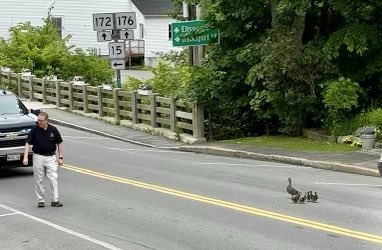 Maine_Sheriffs's tweet photo. In true Robert McCloskey style, our very own Sheriff Kane of Hancock County makes way for Mrs. Mallard and her ducklings to cross the street. We can report that no parties were injured in today’s adventure! #makewayforducklings https://t.co/ARcsxeGu8o