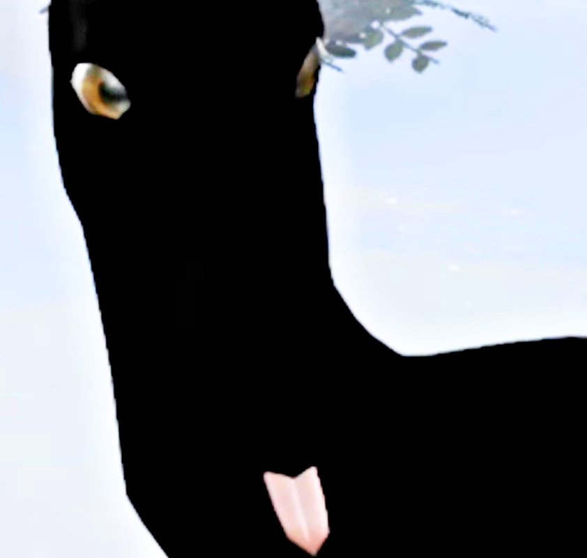 When the goth horse gets sassy
#sims4 #sims4horseranch