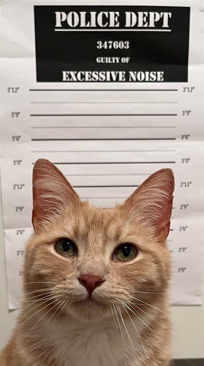I’ve been arrested for being too noisy in house, tin of tuna for bail🧡😻🧡 #catsoftwitter #catsontwitter #adoptdontshop #CatsLover #catsprotection #catsprotectionawards #voteeric #rescuecat  #NationalCatAwards #tunatuesday