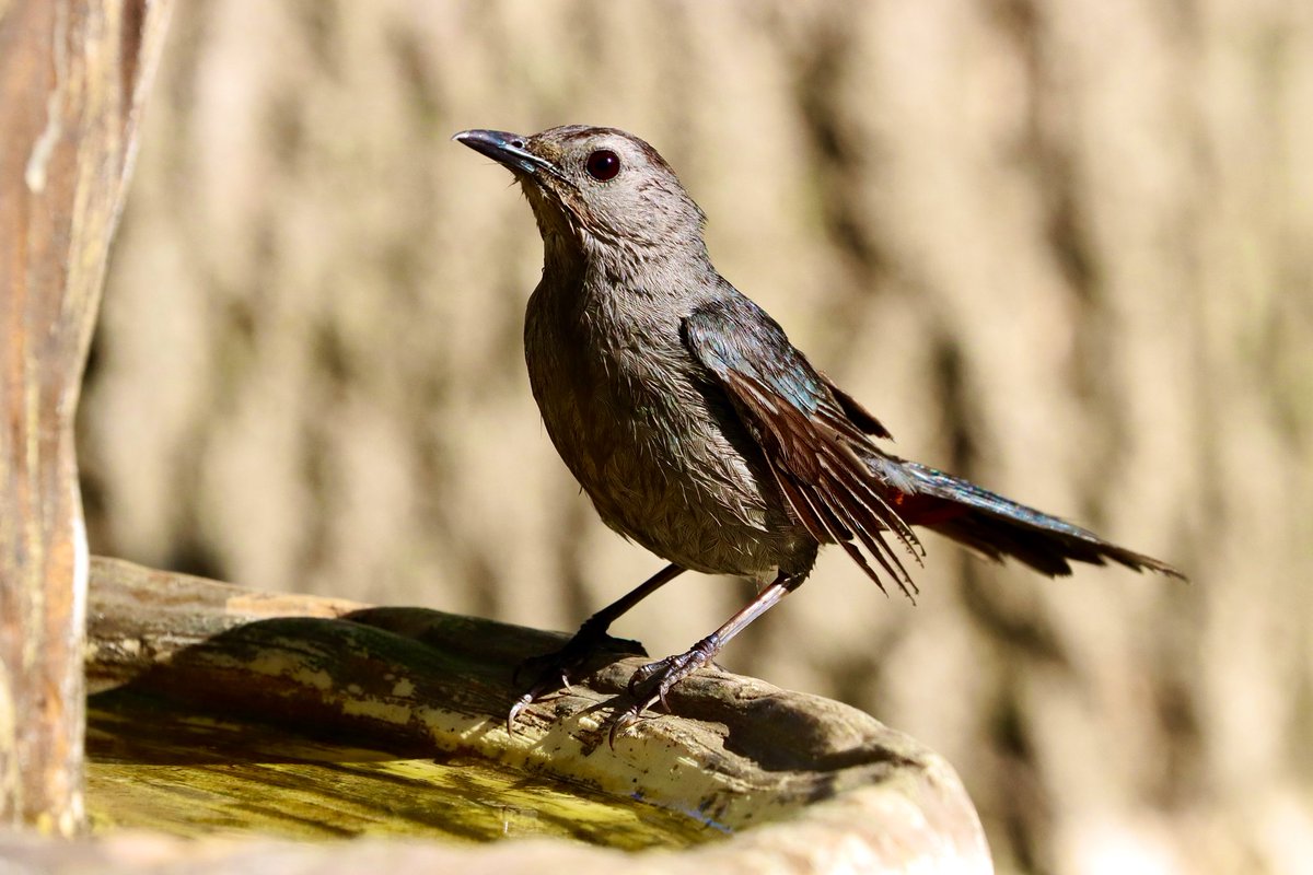 A Grey Catbird. They meow just like a cat, pretty crazy😎