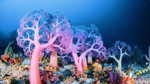 Coral reefs are known as the rainforests of the sea, hosting incredible marine life. Let's take action to preserve and restore these delicate underwater ecosystems. #CoralReefs #MarineConservation #OceanBiodiversity #BETAwards #BuildJakapan #Tornado #Beckysangels #tuesdayvibe