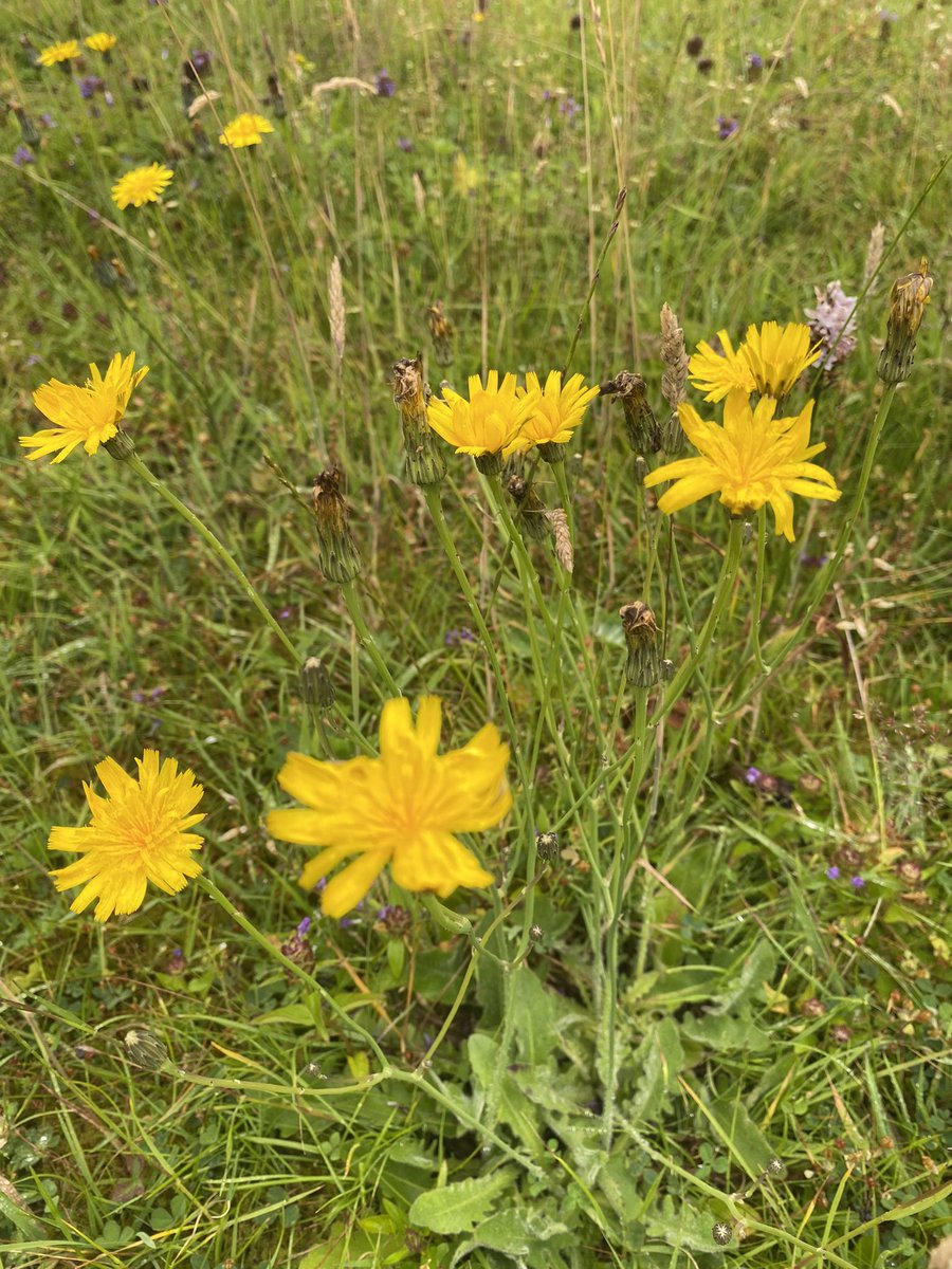 Our No Mow area is changing every week. There’s an abundance of Selfheal, Hawkbit and Bird’s Foot Trefoil appearing. 🌸