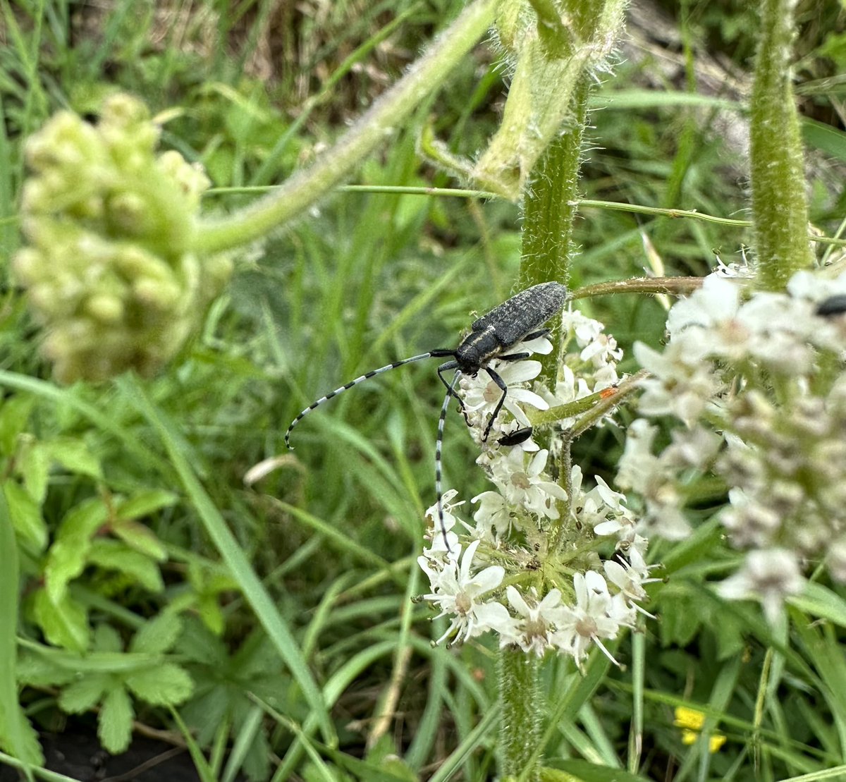 And secondly, one that I’ve always hoped to see, the amazing Golden-bloomed Grey Longhorn, Agapanthia villosoviridescens @RSPBotmoor @NLonghornRS