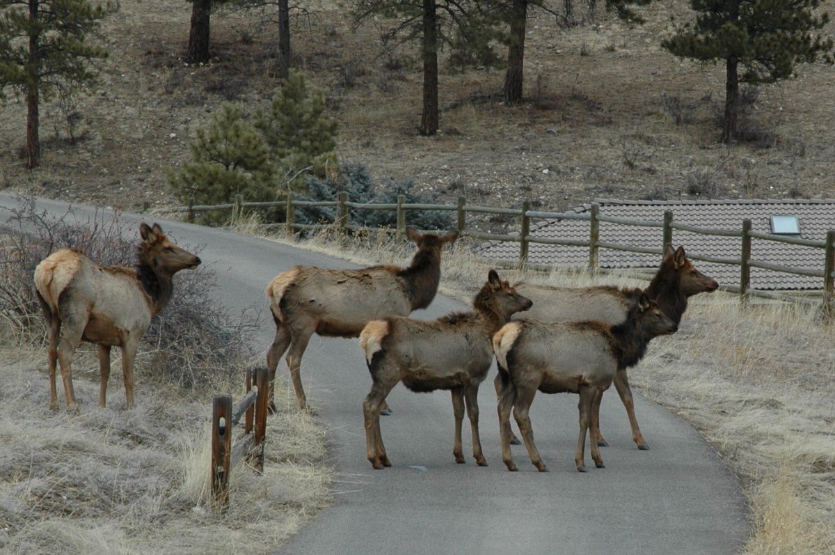 efr_co's tweet image. If you have an injured or dead animal on your property, call *277. Use this number if you strike an animal with your vehicle (but it limps away) or if you see an animal in trouble. Also use that number if you see a vehicle pushing or nudging animals on a roadway. That's illegal.