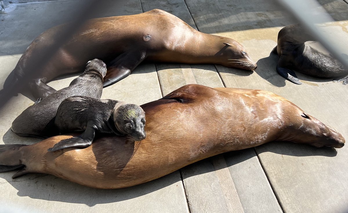 LAUSDSup's tweet photo. Los Angeles Unified is stepping up to support the work of the Marine Mammal Care Center in caring for the influx of sick sea lions. We’re not going anywhere and will help as long as this crisis lasts. @MMCCLA https://t.co/E0YPBwxFvY