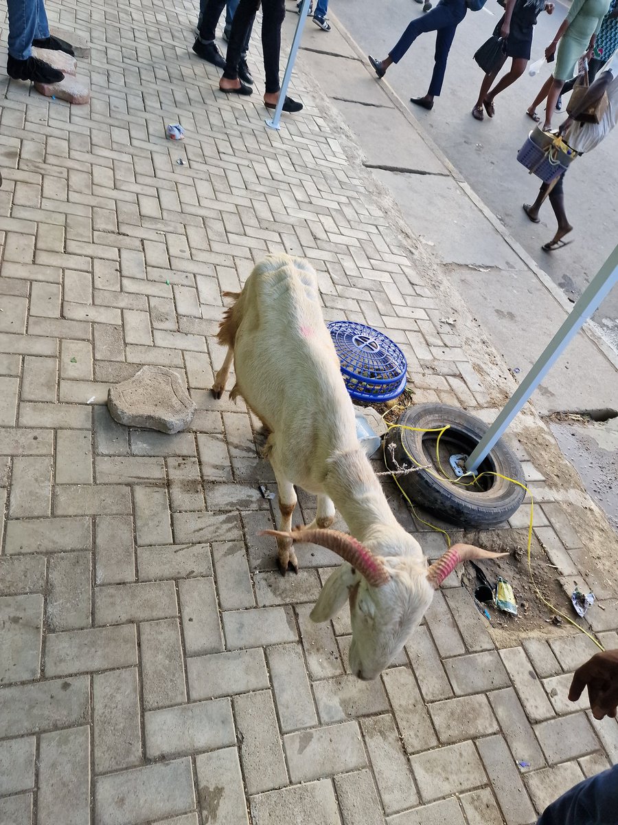 I'm rolling 🤣🤣🤣

Bought a new phone as a surprise gift for my sister at 3C Hub, Ikeja. Received a call few minutes ago that I've won a Ram as part of their Salah promo.

I just collected the Ram guys 😂😂
