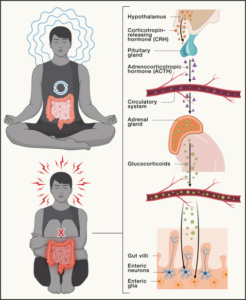 agingdoc1's tweet photo. A sound mind in a sound body: Stress-induced glucocorticoids exacerbate gut inflammation

https://t.co/mh3OMITC2Q @CellCellPress https://t.co/BFIHDVdhRF