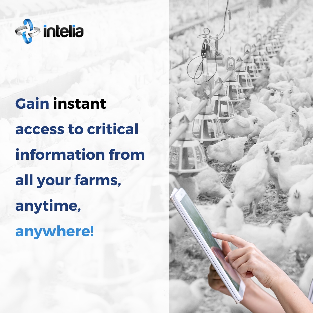 Our platform aggregates all farm data into a single, easily accessible platform. Seamlessly manage and analyze data for smarter decision-making. Book a demo with Intelia today!: intelia.com/en/demo-2/ #CentralizedDataManagement #PredictiveAnalytics #RealTimeReporting