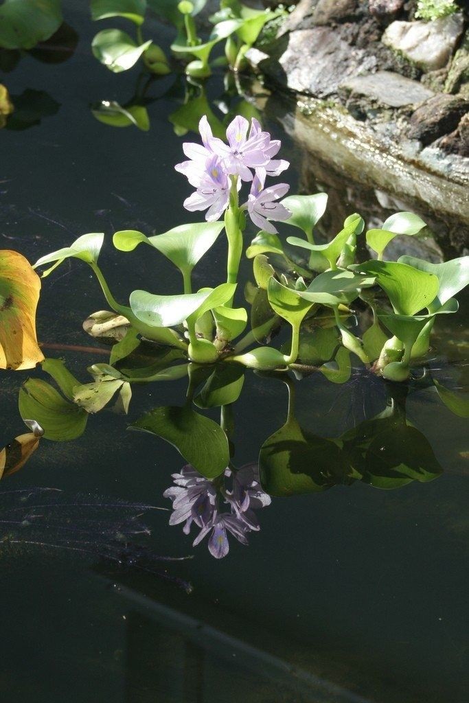 an idyllic pond
reflects a hyacinth's beauty—
Narcissus' flower.
#haikuchallenge
#haiku 
📸 Pinterest