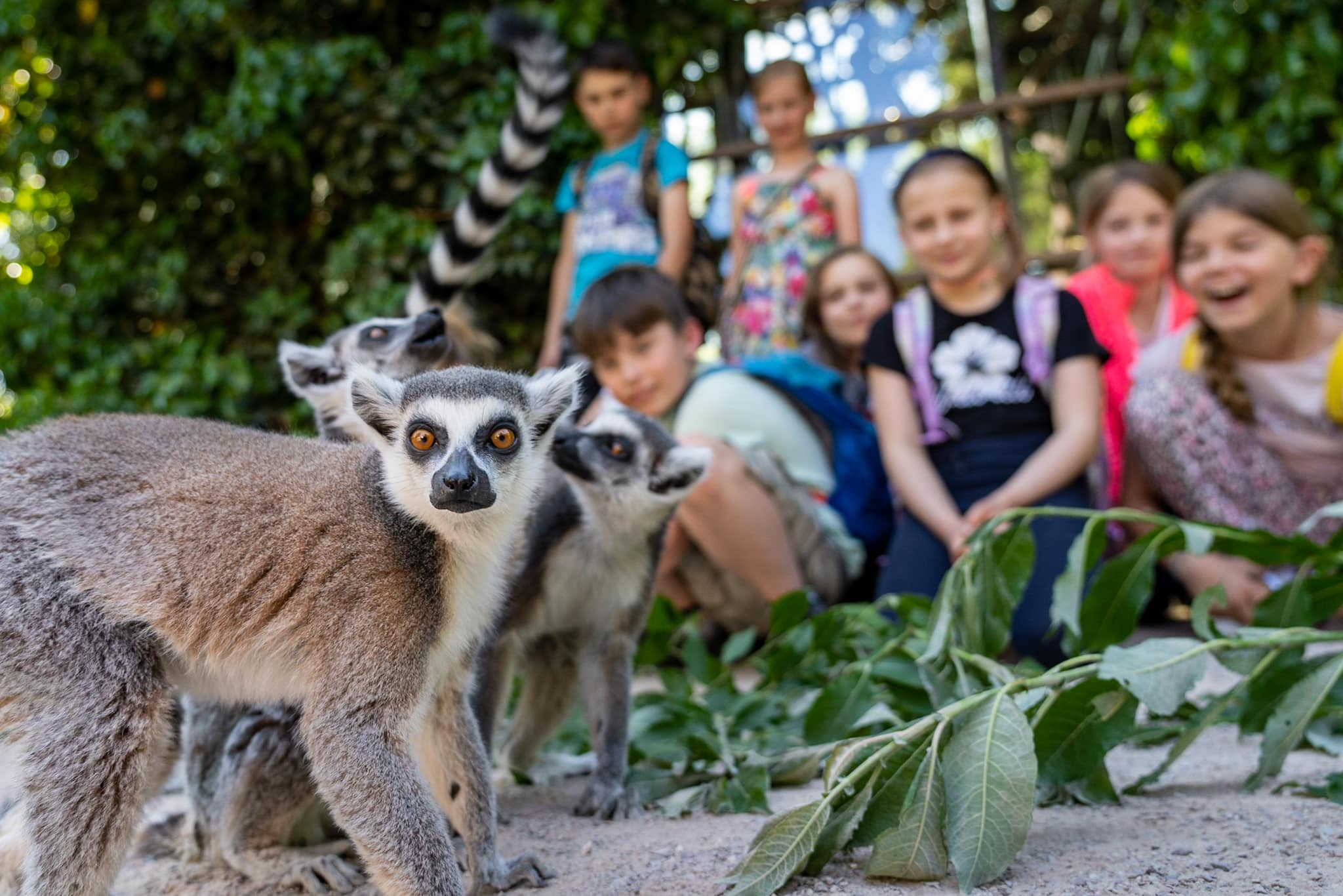 zoo praha cena vstupenek