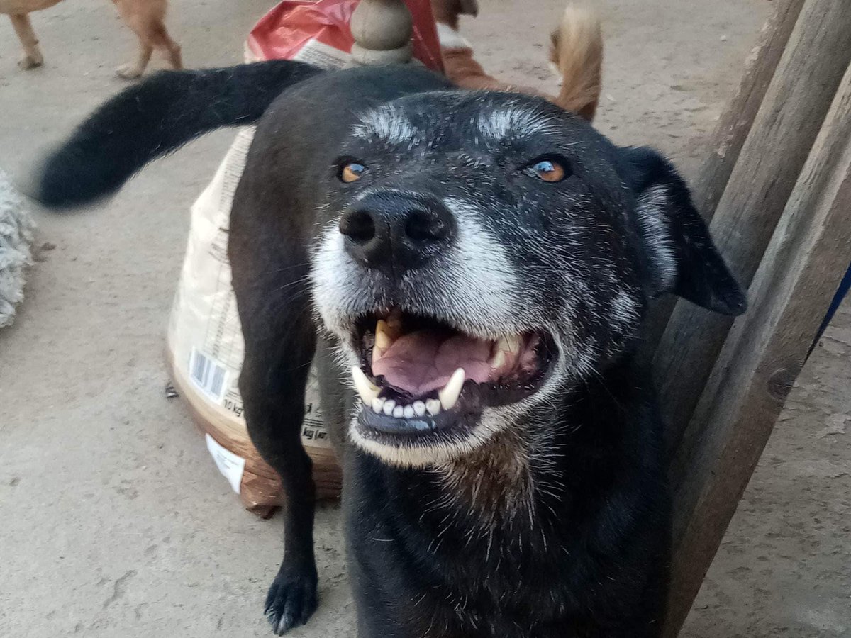 This is Dabby our sanctuary boy! He will always live with us as he was so cruelly treated before rescue, so we will always keep him safe ❤️ isn’t he lovely?  #helpozegadogs #rescuedogs #sanctuarydog #safe #rescued #goodboi #doglovers