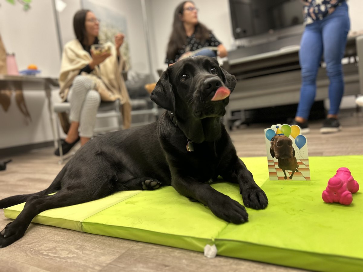 RadiusChild_Yth's tweet photo. And the celebration continues! Lexus is enjoying being the centre of attention on her birthday! You deserve it Lexus! Enjoy your day! 🎂🎁
#BirthdayGirl #RUFFProgramLexus #FacilityDog #ServiceDog #WorkingDog #TherapyDog https://t.co/hVUmnp9fx4
