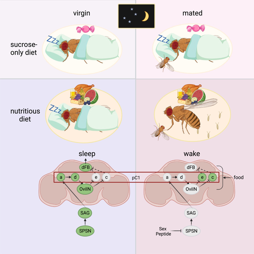 Our work exploring how diet, reproduction and sleep interact in female flies is finally out in <a href="/CurrentBiology/">Current Biology</a>!
Many thanks to all the members of the  Koh lab at <a href="/ResearchAtJeff/">Jefferson Research</a> that made this possible!  

cell.com/current-biolog…