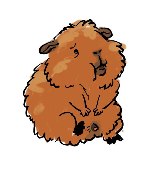 sketch of this lil guinea pig that has his tiny pesnis out