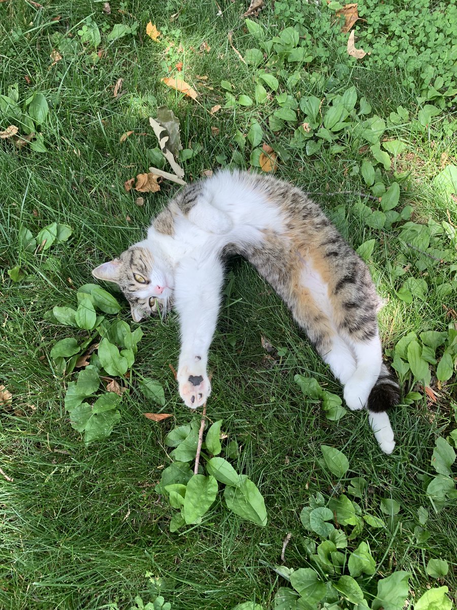 FirstDogOllie's tweet photo. Don’t be fooled. She does not want a belly rub. #TopperTuesday https://t.co/8x9CVDmqxB