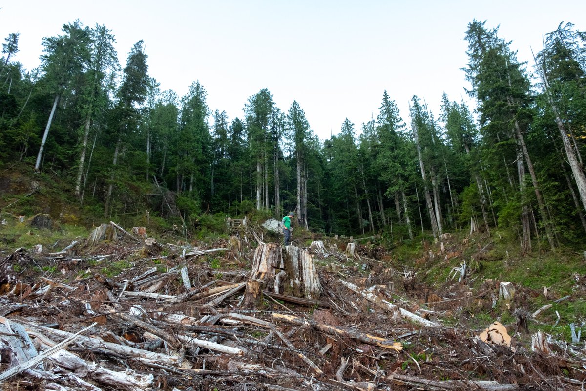 TorranceCoste's tweet photo. Yes, it is a crime.  It's also ongoing, now, right here in BC. All of these cutblocks were logged in the last 24 months, approved by the NDP government here. #bcpoli #cdnpoli https://t.co/4ibdfzoVqk