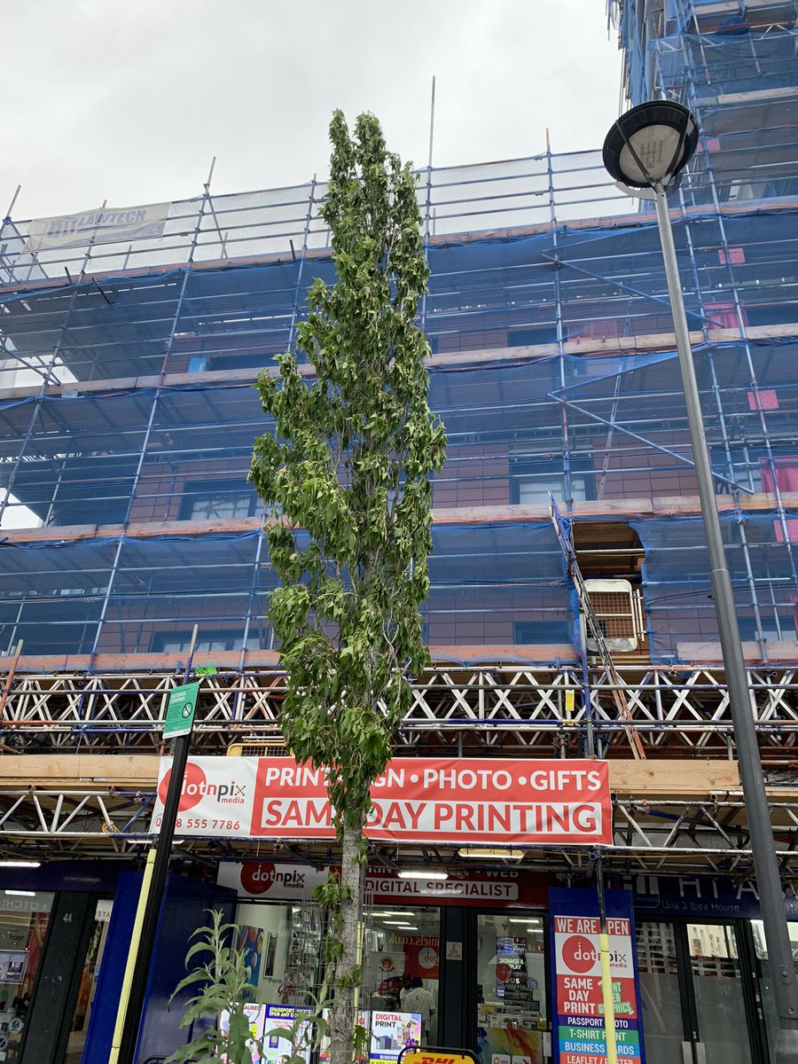PalGriffiths's tweet photo. @NewhamLondon at Maryland station……. The trees you spent a fortune on need watering……. ASAP https://t.co/qbJEMuilSw