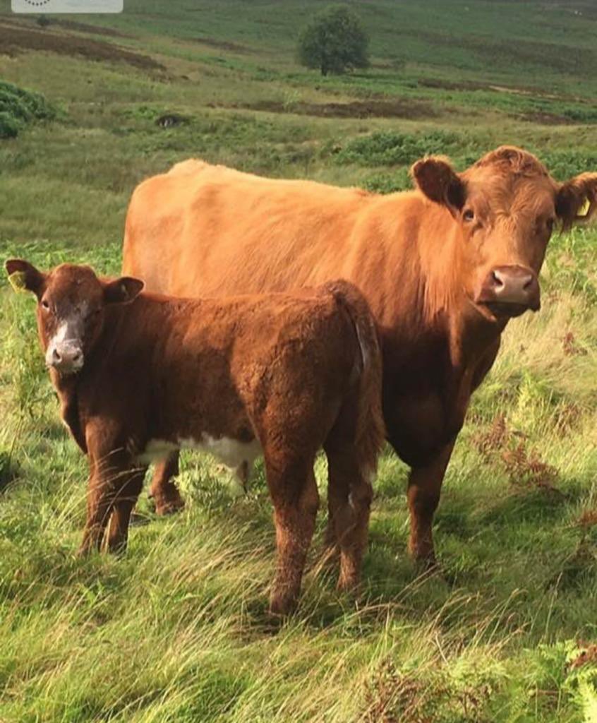 WELSH LUING BEEF-EIDION LUING CYMREIG (@welshluingbeef) on Twitter photo Diolch yn fawr-Thankyou <a href="/FWAGAssoc/">FWAG Association</a> It is an honour & we are privileged to be the winners of The Silver Lapwing Award 2023. Recognition for our conservation habitat management-sustainable grazing with our #luing cattle. Diolch Alaw&Glenda <a href="/FWAGCymru/">FWAG Cymru</a> for your support Diolch yn fawr-Thankyou <a href="/FWAGAssoc/">FWAG Association</a> It is an honour & we are privileged to be the winners of The Silver Lapwing Award 2023. Recognition for our conservation habitat management-sustainable grazing with our #luing cattle. Diolch Alaw&Glenda <a href="/FWAGCymru/">FWAG Cymru</a> for your support