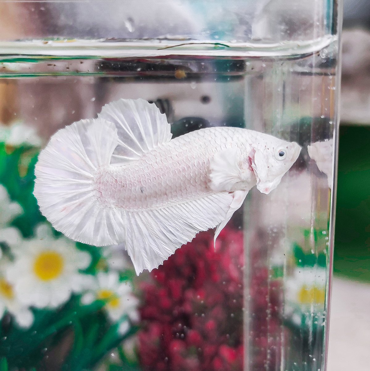 Dijaux_nft's tweet photo. 👉Betta Splendens Flaring...Check out this NFT artist showcased with Dijaux. @andrew_krw
#NFTcommunties #NFTcollectors #NFTbuyers #NFTs #NFT #Dijauxnft #Polygon #Blockchain #NFTsales #NFTgiveaways
#A021 https://t.co/8MsHsKiwGG via @Dijaux_nft https://t.co/eqWnpiEbcm
