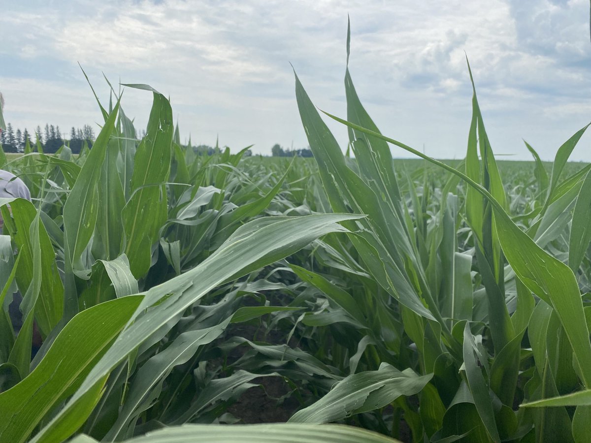 Holy cow chest high corn in Shilo Manitoba! This crop looks unreal.