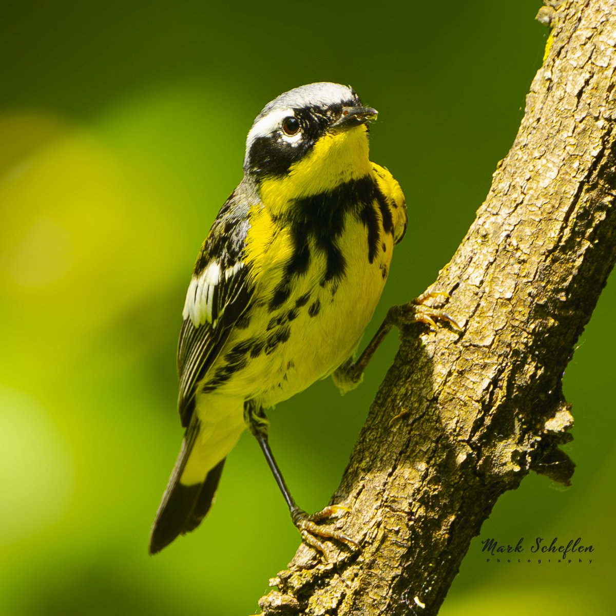 Magnolia Warbler taken early June, Loch, Central Park, NYC #birdwatching #naturelovers #birdcpp #TwitterNatureCommunity #birdcentralpark #birdsofinstagram #birds #birdsoftwitter #birdwatchingphotography #centralpark #birdphotography #centralpark