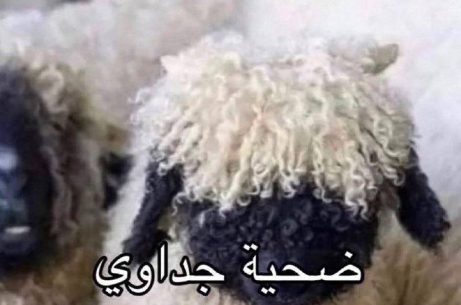 ceiiii8's tweet photo. ياواد اديني الڤيب بڤيب قبل تدبحني https://t.co/Y4tK8hc925