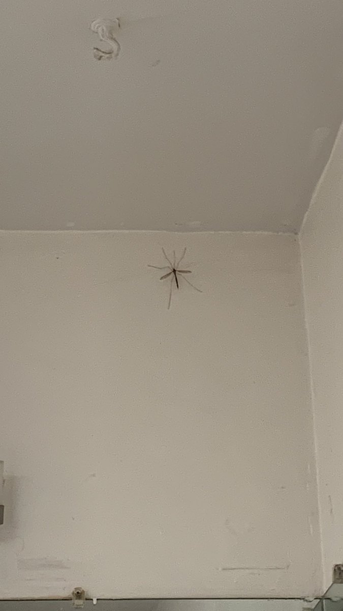 Adore_nova's tweet photo. @NoContextHumans Big ass bug bro 😭 https://t.co/1JLViXO56E