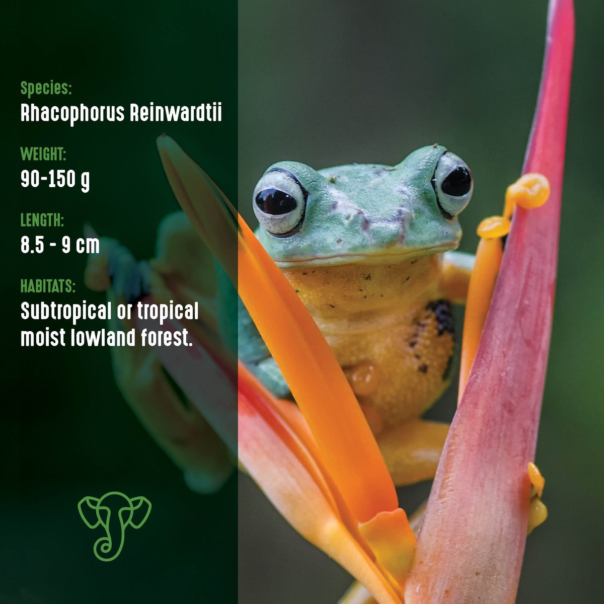 🐸✨ Meet the enchanting Rhacophorus reinwardtii, also known as the Reinwardt's Flying Frog! 🌿🍃 This remarkable amphibian has the ability to glide through the air, thanks to its unique webbed feet and skin flaps. An amazing creature from our Borneo family 💚