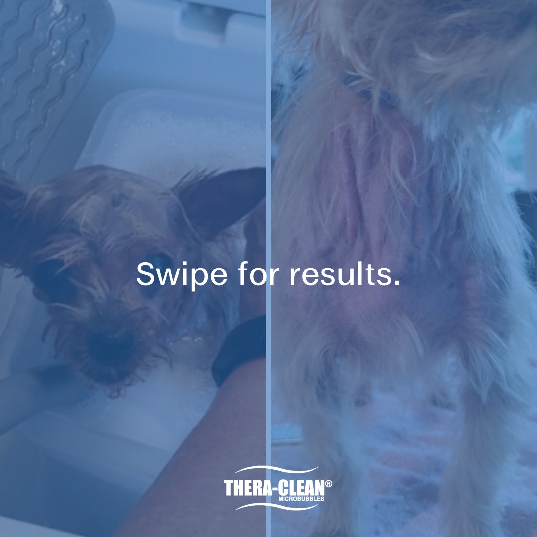 TheraCleanInc's tweet photo. Princess has struggled with allergies throughout her life. Her mom discovered  Thera-Clean baths through her groomer, Heather's Grooming in McGregor, ON. They saw improvements when they started the baths. Her skin was no longer  irritated, and she grew a healthy coat of hair. https://t.co/d5WwfNDnqU