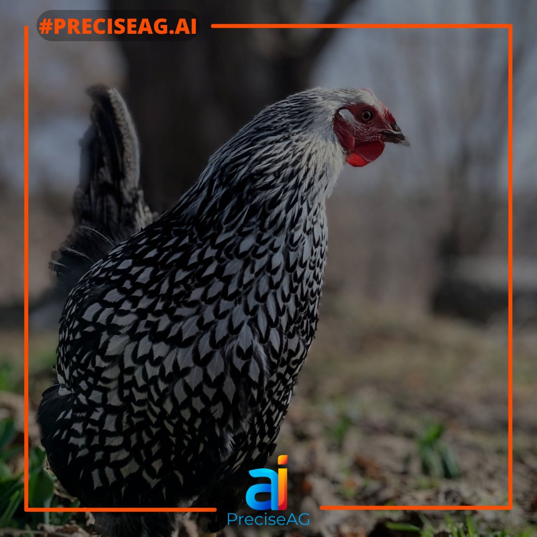 PreciseAGai's tweet photo. The Secrets To BioSecurity

Healthier, Faster with https://t.co/jM4KhcAB8J:

https://t.co/oGza9aqEIr

#smartpoultryhealth #bottombillion #biosecurity #foodsecurity #PreciseAG.ai https://t.co/tNYNZi2GUo