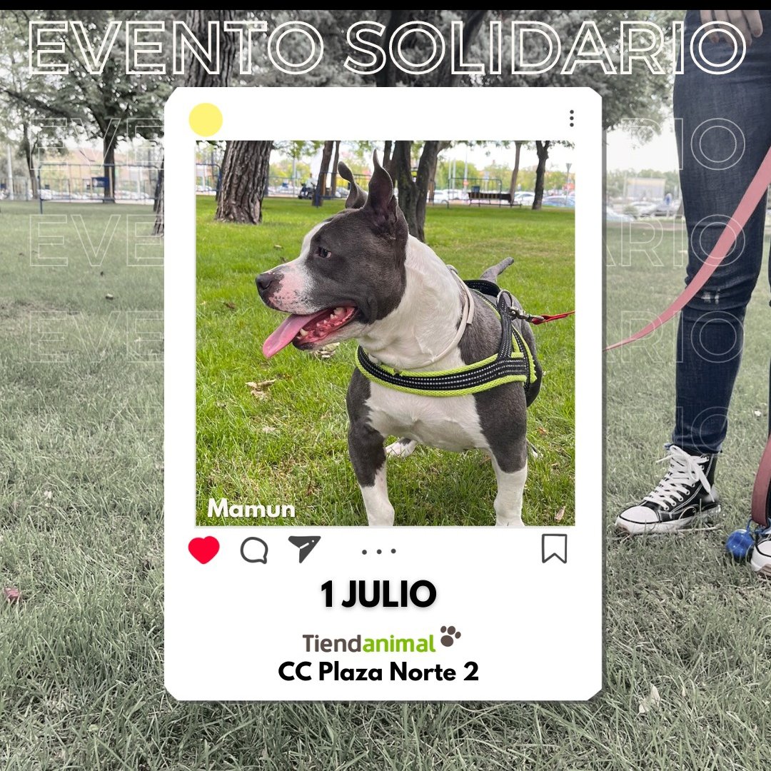 Life4pitbullsMADRID (@life4pitbullsm) on Twitter photo ¡Familia! .¡Vamos a terminar el día con la inauguración de los eventos de julio!
Os esperamos el próximo sábado día 1 en el <a href="/tiendanimal/">Tiendanimal</a> del <a href="/CCPlazaNorte2/">CC Plaza Norte 2</a> por si queréis echarnos una patita 🤗 ¡Familia! .¡Vamos a terminar el día con la inauguración de los eventos de julio!
Os esperamos el próximo sábado día 1 en el <a href="/tiendanimal/">Tiendanimal</a> del <a href="/CCPlazaNorte2/">CC Plaza Norte 2</a> por si queréis echarnos una patita 🤗