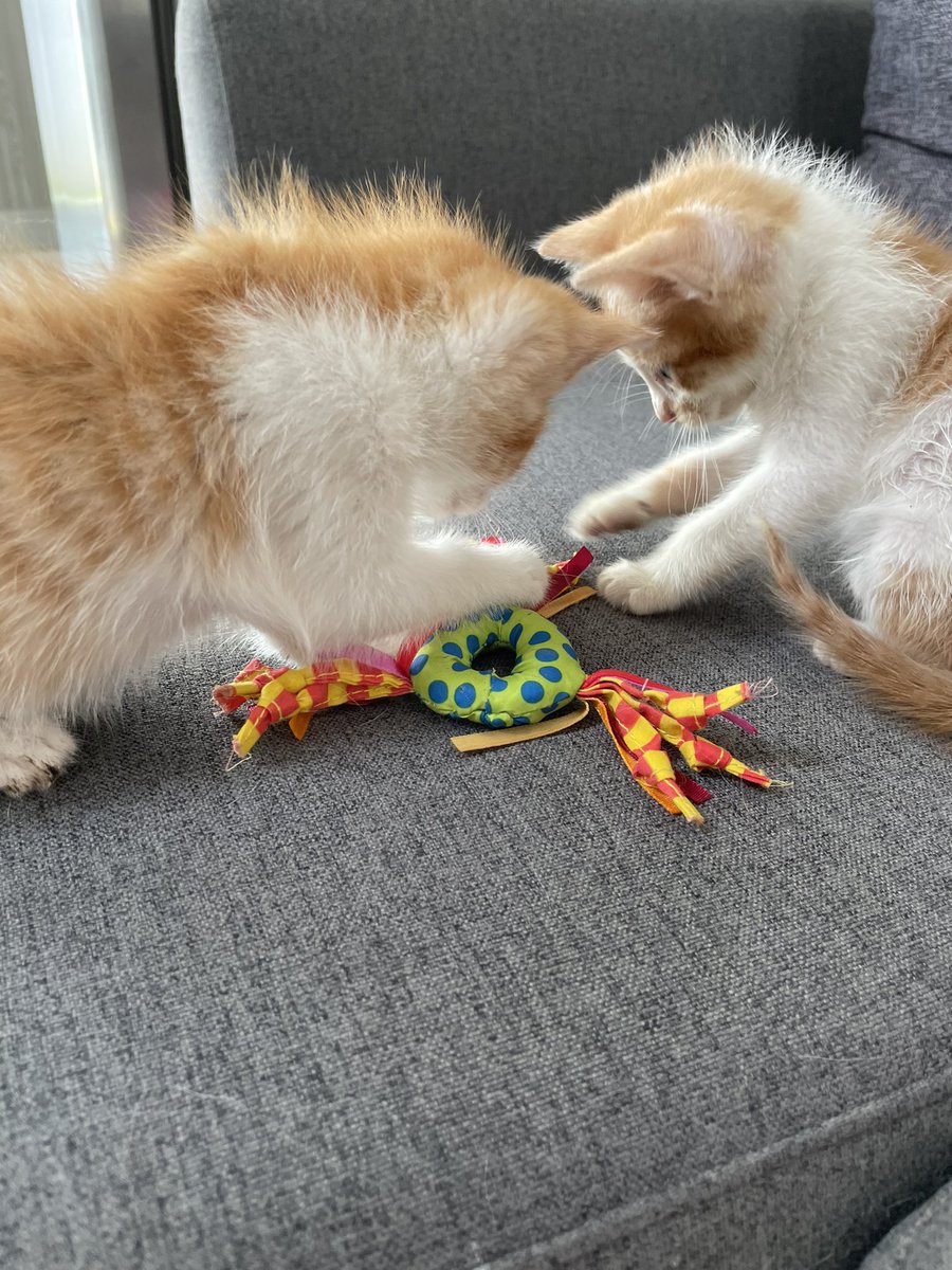 Hola! Tengo a estos dos gatitos de 2 meses en adopción
Son un macho y una hembra y estoy intentando buscarles una casa JUNTOS
Requisitos: casa anti escape, que no los dejen salir nunca, sigan con su programa de vacunas y los castren alrededor de los 6 meses
Tel 8824-7572