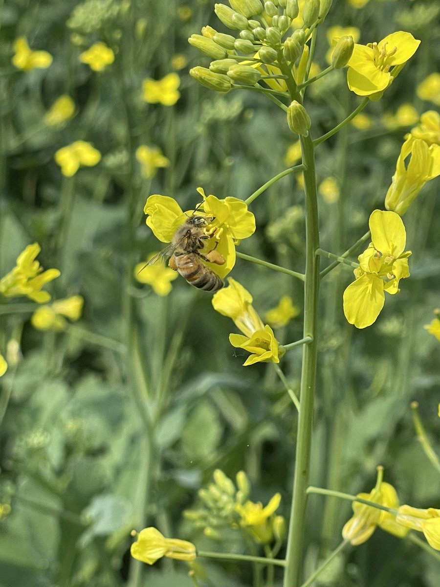 Nice to see this little guy out today just south of Saskatoon #canola #saskag #westcdnag #scout23