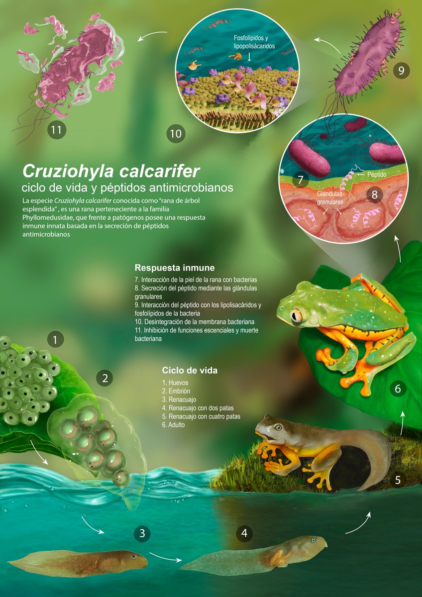 🎨🔬 La belleza de la ciencia plasmada en arte
Vanesa Cabrera, ing. Biotecnología, a través de la ilustración científica, da vida a los descubrimientos e investigaciones
Ciclo biológico de la rana cruziohyla calcarifer, mientras se muestra el mecanismo de defensa contra patógenos