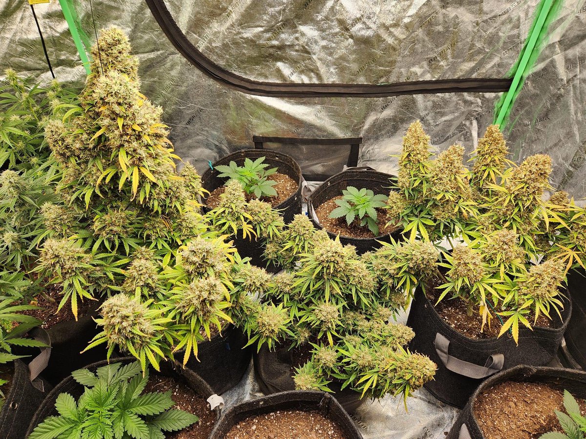 VaGrownExotics's tweet photo. These autos are fattening right up!!! We got Gorilla 🦍 Cookies 🍪 &amp; Strawberry 🍓 Gorilla from @Fast_Buds #Autoflower #Organicgrow #Sohum https://t.co/TrAiZnsEoK