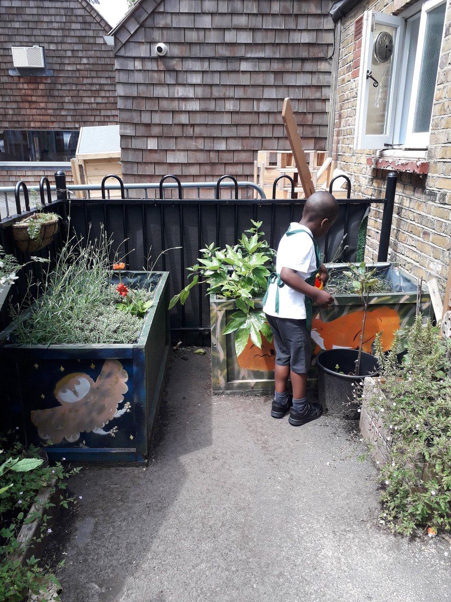 Teapots make great watering cans 😊 The nursery growers @SurreySqSchool are really enjoying getting #outdoors caring for the plants & #bughunting 🐝🐞🐛🦋
#outdoorlearning 
#nature 
#newskills 
#Wellbeing 
#foodeducation 
#vegadvocate 
#GardeningTwitter 🌻🌺🌼