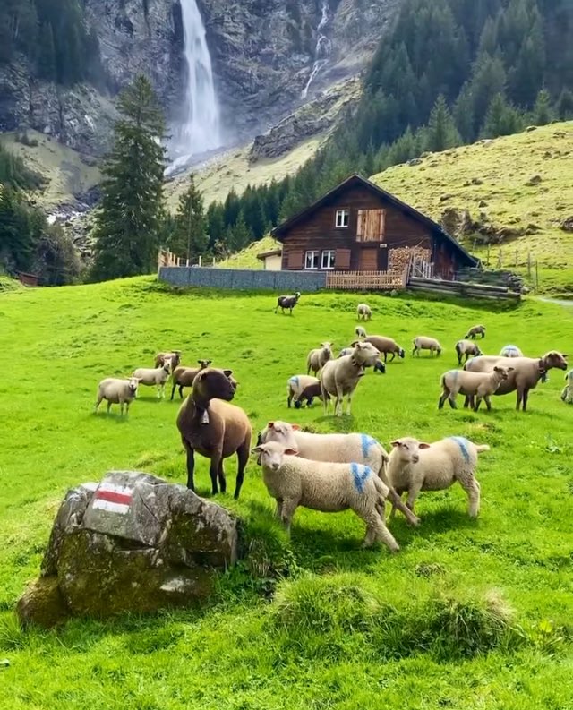 "Paylaşmanın asaletini, bencilliğin çirkinliğine değişmem."

Mübarek Kurban Bayramımızı en kalbi duygularımla tebrik ederim.

Allahın selamı, rahmeti, merhameti, bereketi üzerimize olsun inşaAllah..

Teşrik tekbirlerini unutmayalım!

Allah kabul etsin..

Alplerden selamlar.💕☕️