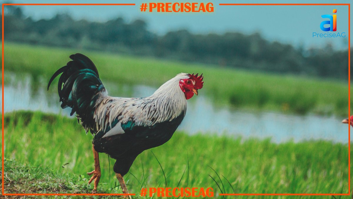 PreciseAGai's tweet photo. How To Make Money From The BioSecurity Phenomenon

Peace of mind with https://t.co/jM4KhcAB8J:

https://t.co/oGza9aqEIr

#smartpoultryhealth #bottombillion #foodsecurity #PreciseAG.ai #biosecurity https://t.co/CeYtLAZwSX