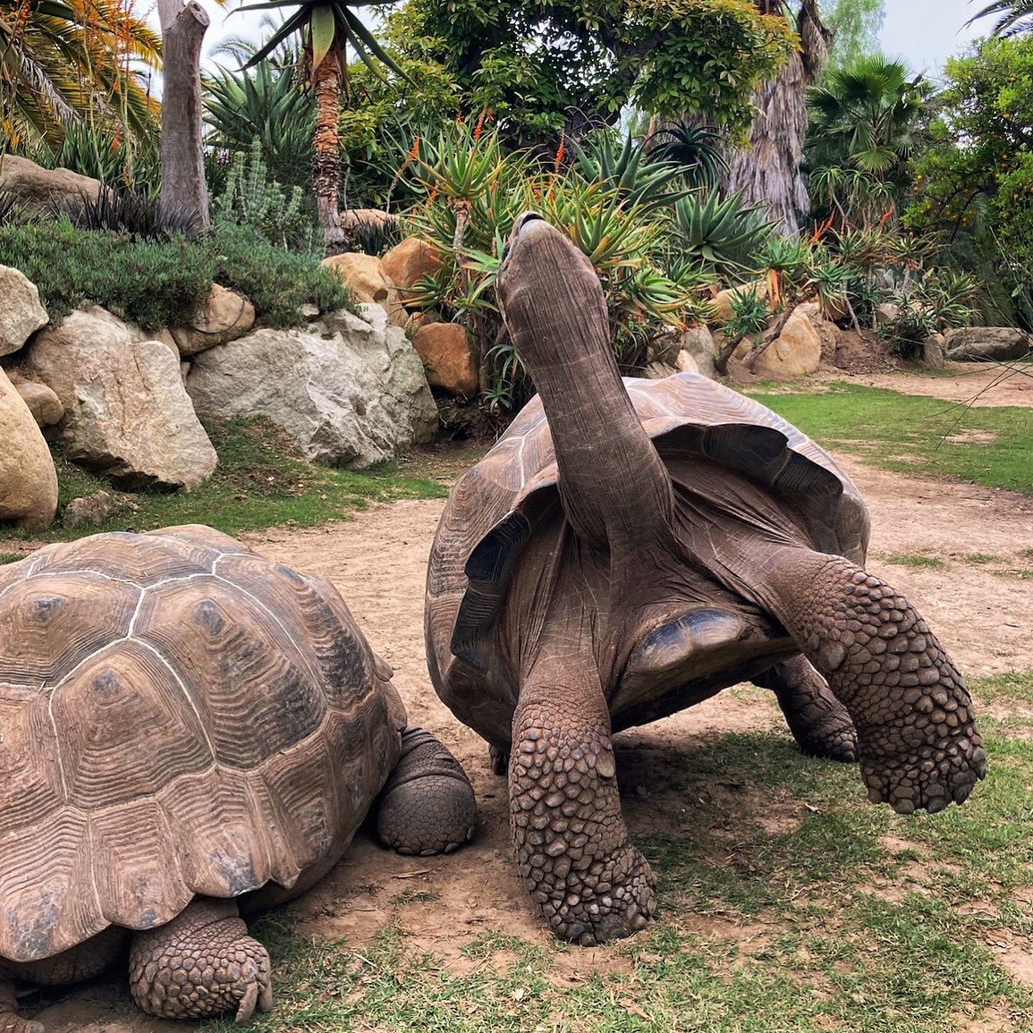 turtletweets's tweet photo. One of the many secrets to tortoises’ longevity is their dedication to stretching regularly 😉😂 These big beauties sure are full of personality and love to ham it up for the camera! #turtleconservancy https://t.co/YgmAcdHAQq