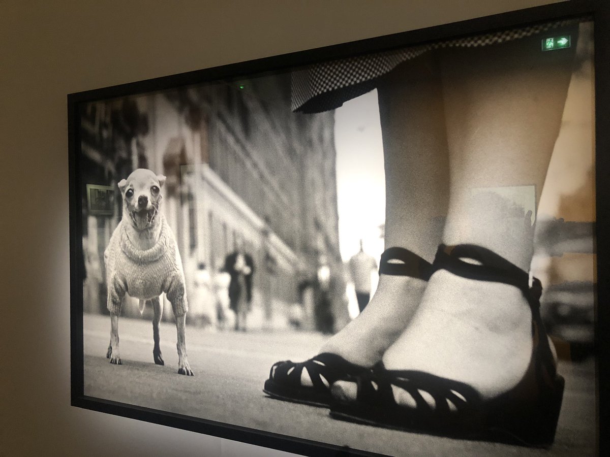 Le museau et les pattes #ElliottErwitt #Expo #photo #muséemaillol
