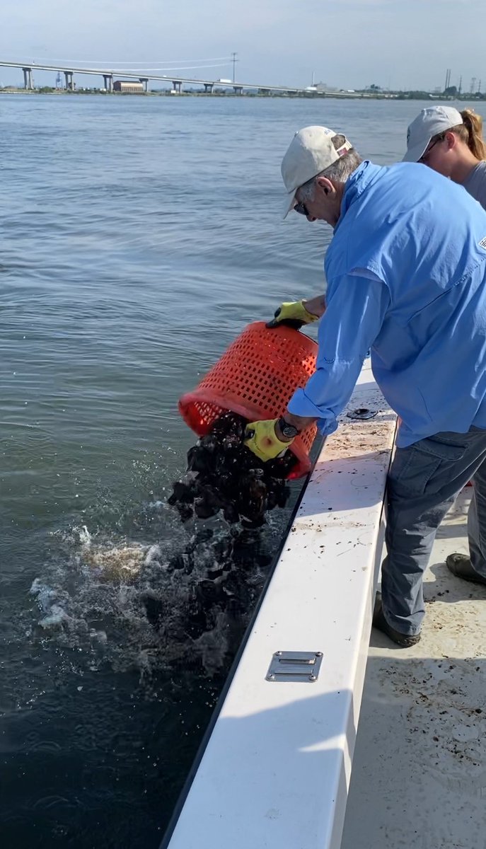 OystersSolar's tweet photo. Yesterday Solar Oysters &amp; @chesapeakebay placed 356,600 spat-on-shell oysters near Fort Carroll as part of the CBF’s Oyster Gardening program. These oysters were grown on our SOPS and will now grow further in Baltimore Harbor, helping to replenish the native oyster population. https://t.co/APZzPvDSB5