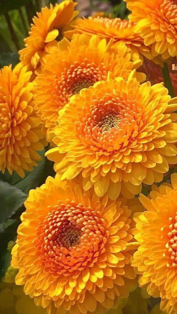 Beautiful Garden Chrysanthemum🧡💛💚