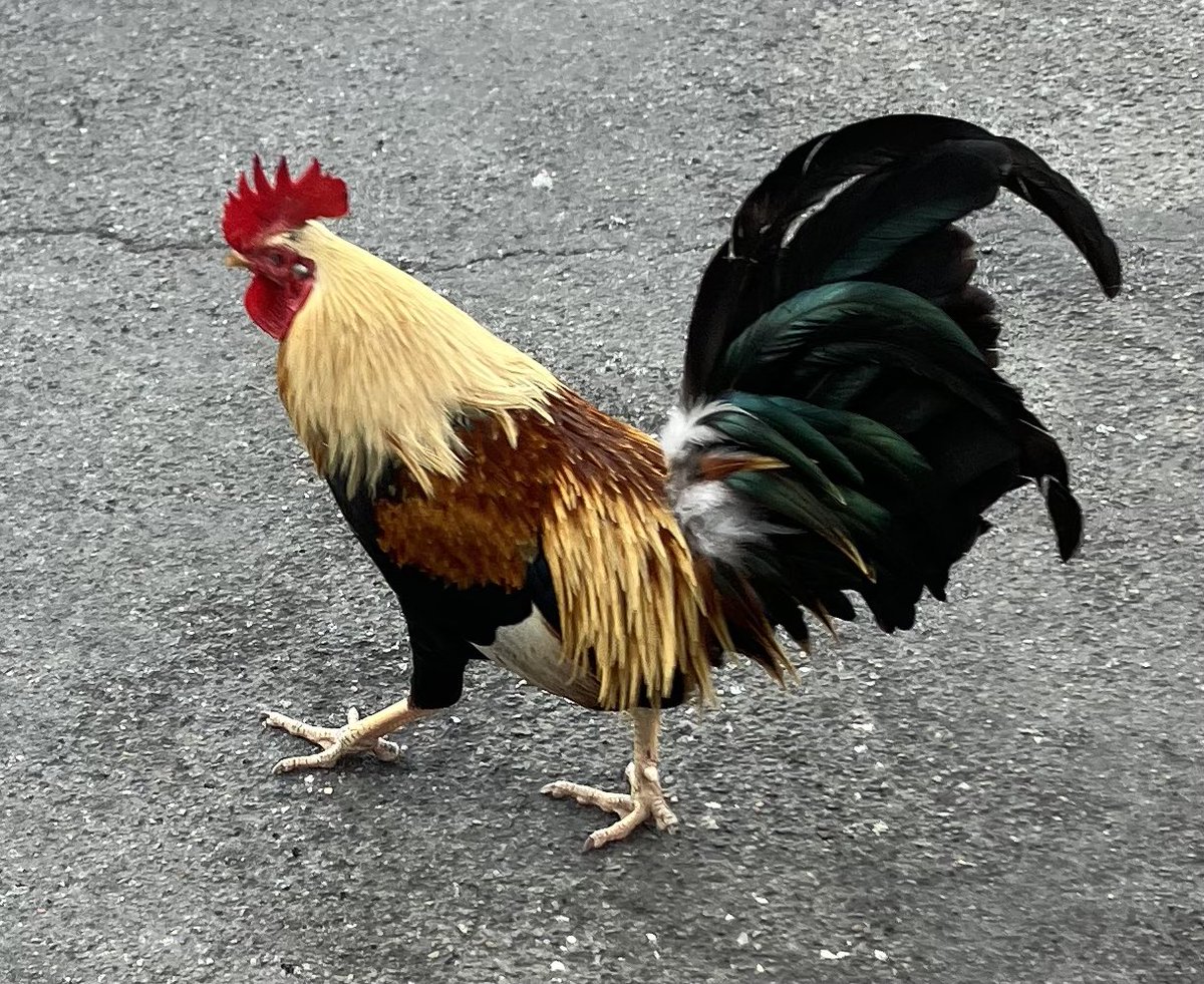 Cock pic: