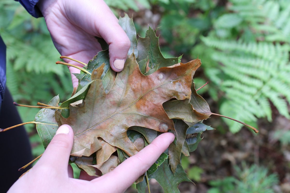forestscanada's tweet photo. #DYK that there have been two confirmed cases of oak wilt in Ontario? Identifying this disease is important! The @InvSp is hosting an Oak Wilt Expert Panel Q&amp;A Webinar on June 29 with experts from @InspectionCan. @ONresources &amp; @NiagaraFalls. Sign up today https://t.co/ojefd4IZKf https://t.co/rBHt2pGFwn
